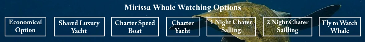 mirissa whale watching-options