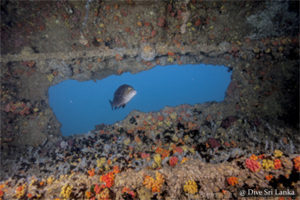 British Sergeant - Scuba Dive Site - Pasikuda