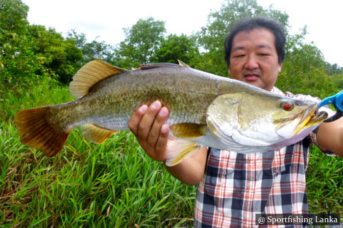 Barramundi Bolgoda Lake Sri Lanka