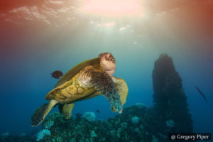 Turtles SCUBA Dive Sri Lanka