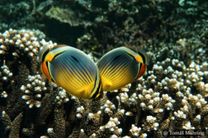 SCUBA Diving Kalpitiya