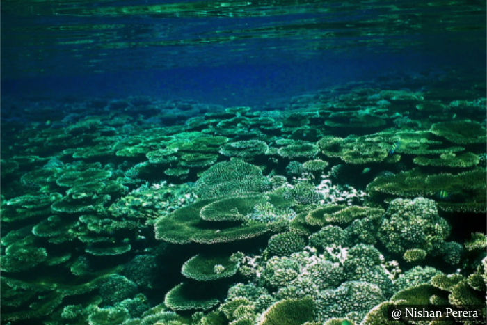 Bar Reef - Scuba Dive Site - Kalpitiya