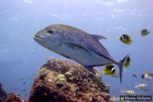 Bluefin Trevally Sri Lanka