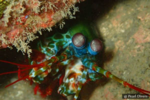 Goda Gala Diyamba - Scuba Dive Site - Unawatuna