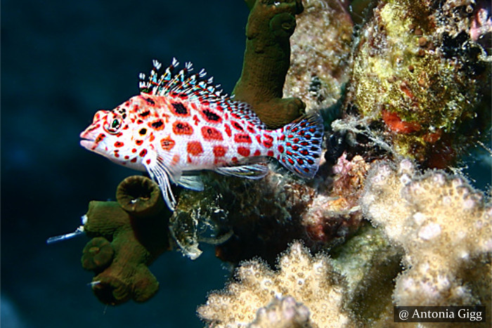 Small Grouper Rock - Scuba Dive Site - Trinco