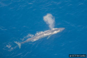 Whale Watching From Air In Mirissa