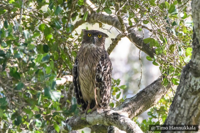 Forest Eagle Owl උලමා night safari in Sigiriya