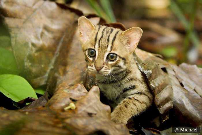 Rusty Spotted Cat night Safari in Sigiriya