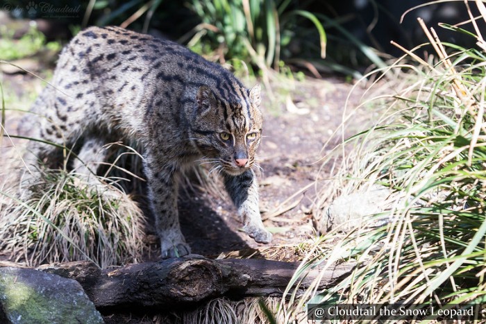 fishing cat night safari in Sigiriya