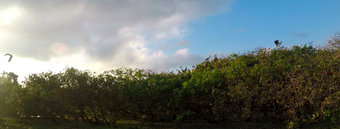 Birding Sri Lanka - CCT Sri Lanka