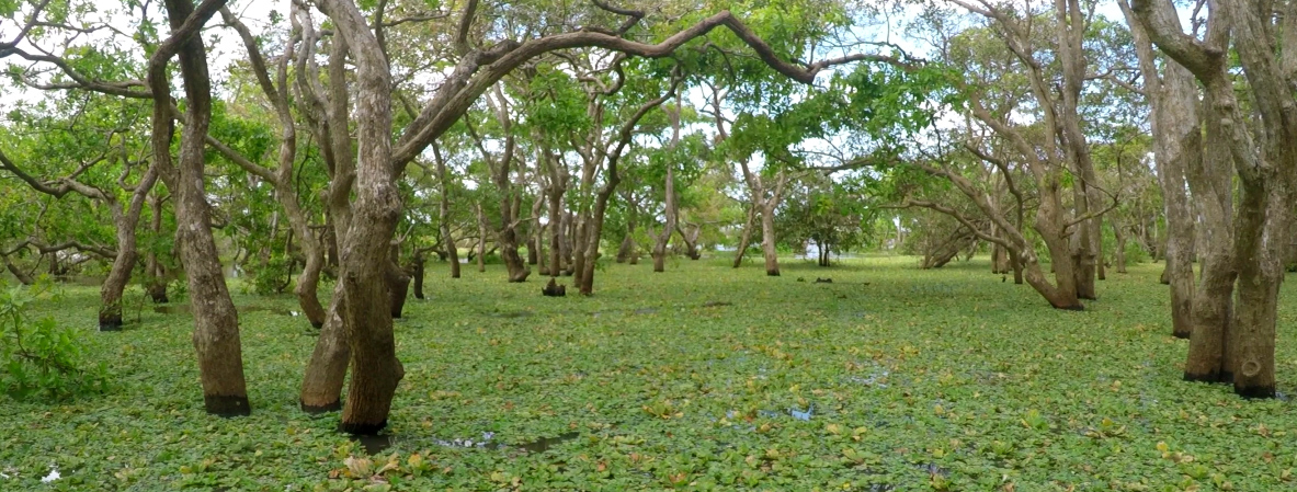 Crocodiles Sri Lanka - CCT Sri Lanka