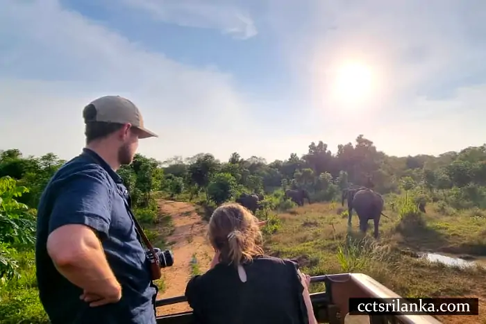 Afternoon Safari with Exclusive Sunset Viewing Setup