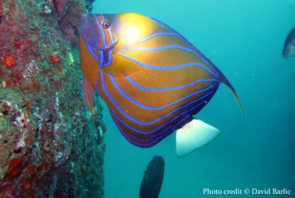 Snorkel the Reef on a Premium Yacht - Pasikuda - Private Sail