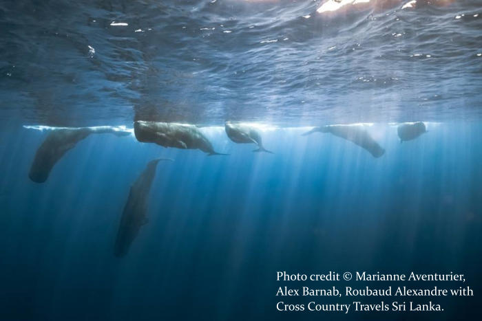 Diving with whales