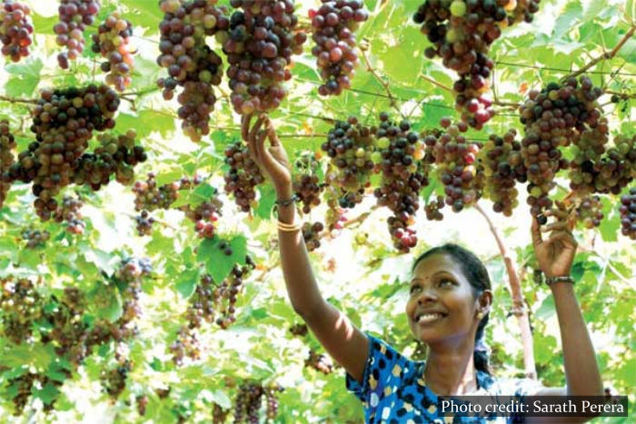 Cctsrilanka Jaffna Grapes Cross Country Travels Sri Lanka