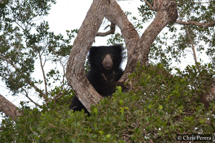 Sloth Bear Wilpattu National Park Sri Lanka