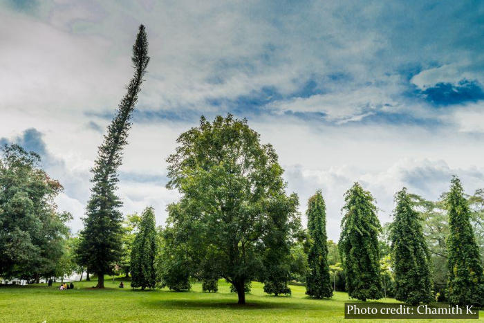 Peradeniya Botanical Garden Sri Lanka