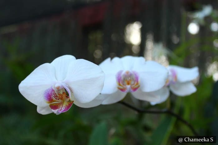 Orchids Peradeniya Botanical Garden Sri Lanka