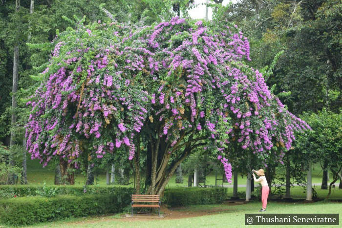 Peradeniya Botanical Garden Sri Lanka