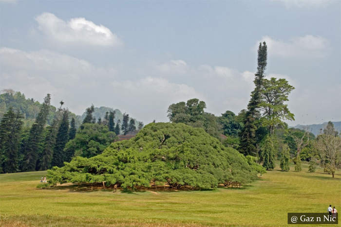 Peradeniya Botanical Garden Sri Lanka