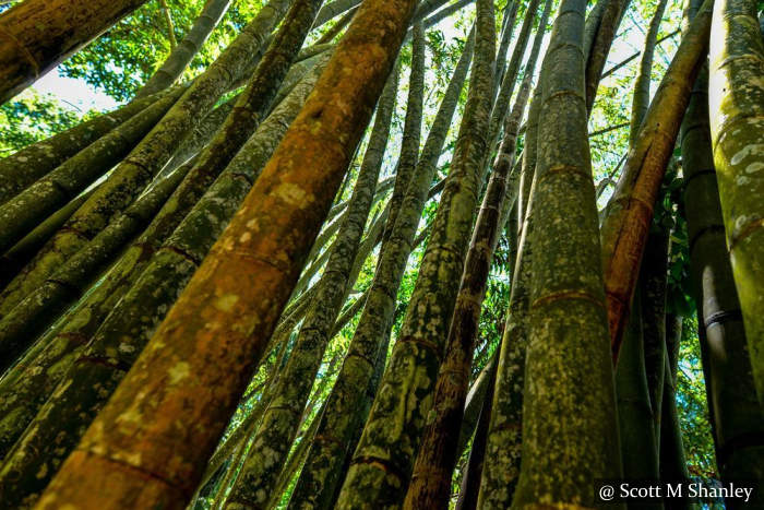 Bamboo Peradeniya Botanical Garden Sri Lanka