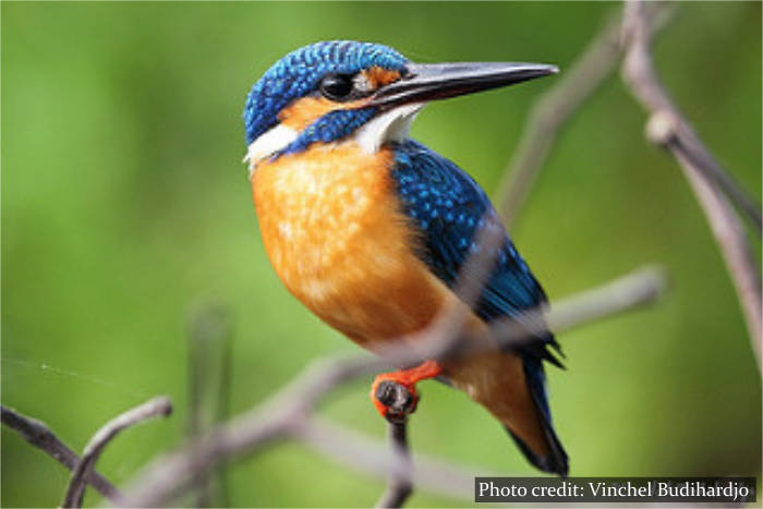 Muthurajawela Marsh - Sri Lanka