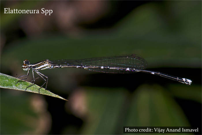 Muthurajawela Marsh - Sri Lanka