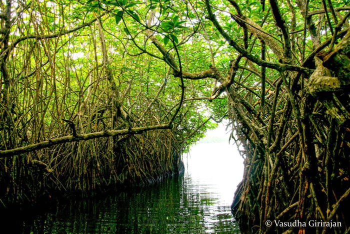 Maadu River - Balapitiya