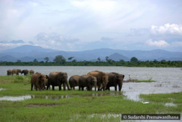 Elephants Udawalawe Wildlife National Park Sri Lanka