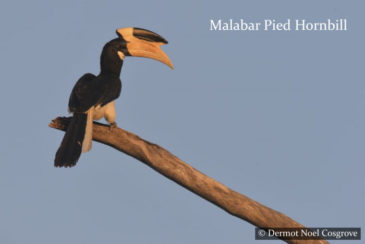 Malabar Pied Hornbill Udawalawe Wildlife National Park Sri Lanka