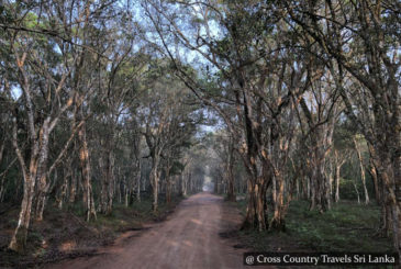 Tree canopy in Wilpattu National Park Sri Lanka