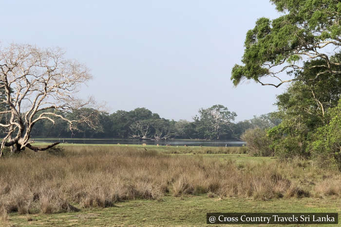 Wilpattu National Park - Sri Lanka