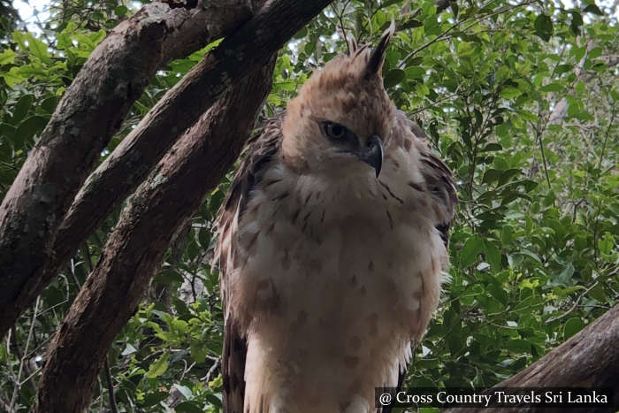 Wilpattu National Park - Sri Lanka