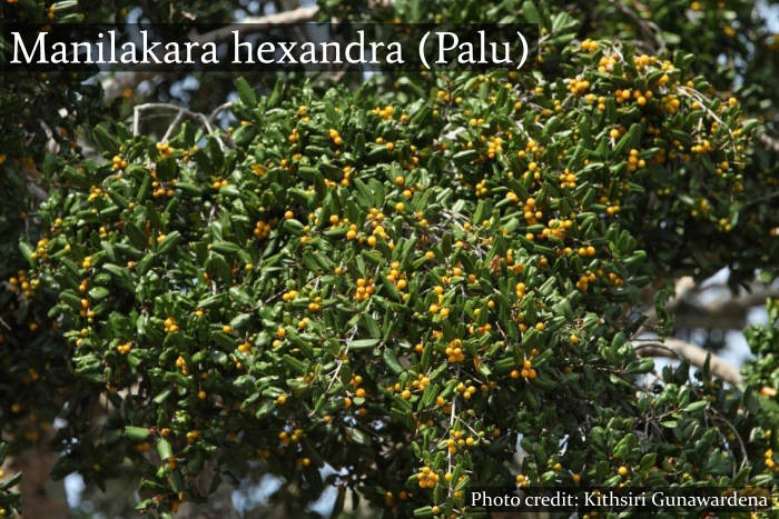 Bundala National Park - Sri Lanka