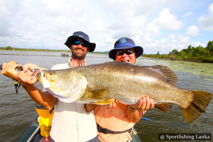 Barramundi Bolgoda Lake Sri Lanka