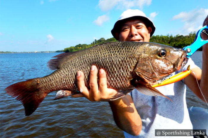 Mangrove Jack Sri Lanka