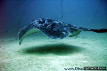 Cargo Wreck - Scuba Dive Site - Colombo