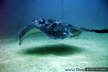 Cargo Wreck - Scuba Dive Site - Colombo