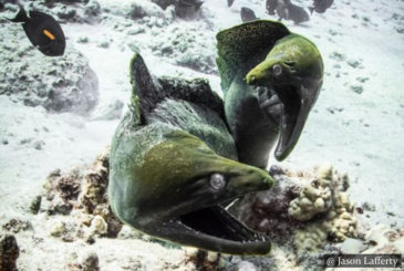 Moray Eels SCUBA Dive Sri Lanka