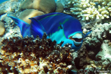 Parrotfish SCUBA Dive Sri Lanka