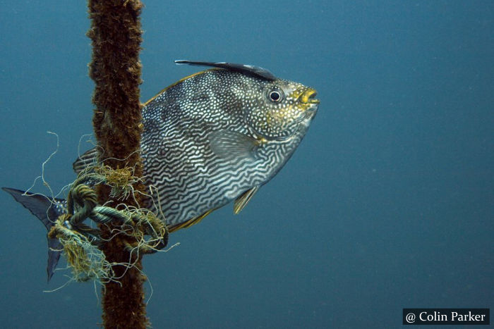 Rabbitfish - Scuba Dive Site Sri Lanka