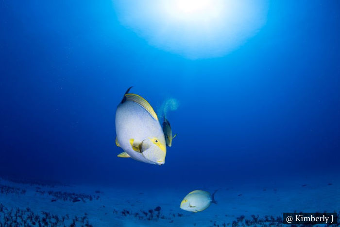 Scuba Dive Site Sri Lanka