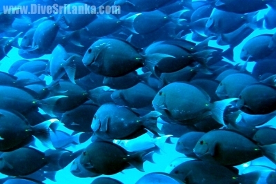 Diyamba Suda or Third Reef - Scuba Dive Site - Negombo