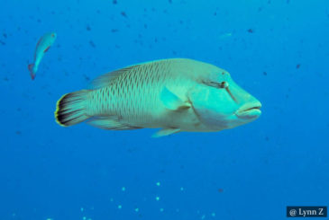 Napoleon Fish Sri Lanka