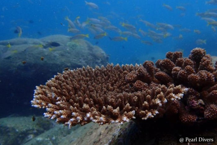 Diyamba Kupatha - Scuba Dive Site - Unawatuna