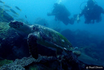 Goda Gala Diyamba - Scuba Dive Site - Unawatuna