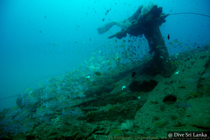 SS Rangoon Wreck - Scuba Dive Site - Unawatuna