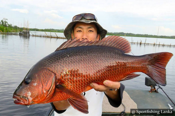 Mangrove Jack Sri Lanka