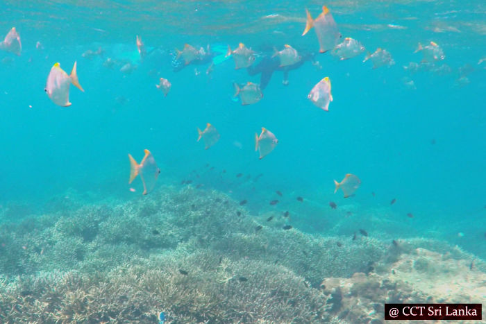 Snorkelling in Pigeon Island