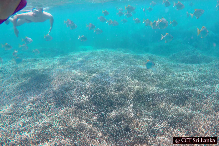 Snorkelling in Pigeon Island